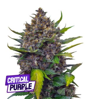 critical purple autoflower
