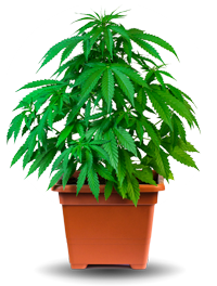 growing cannabis