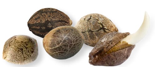 marijuana seeds