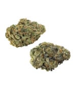 white-widow-marijuana-buds