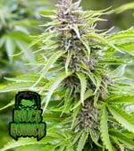 Bruce-Banner Cannabis