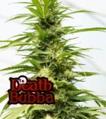Death Bubba cannabis
