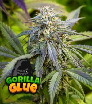 Gorilla Glue cannabis