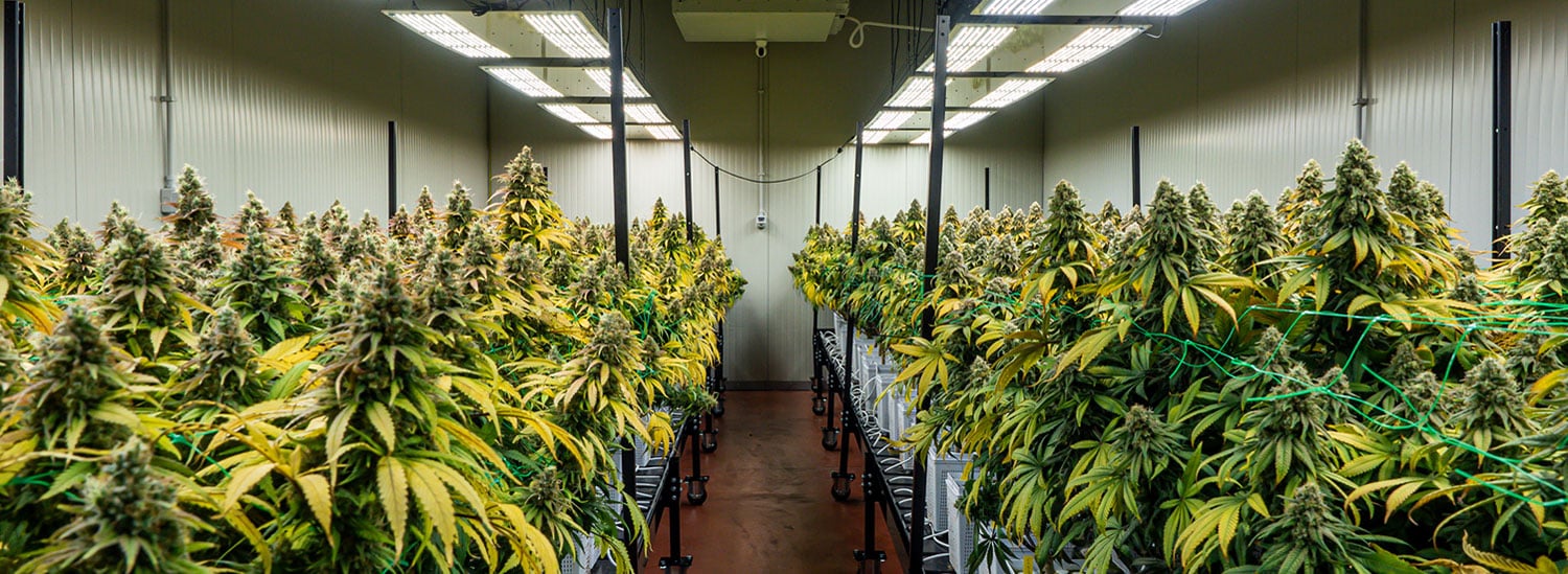 Learn about us cannabis
