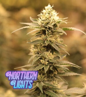Northern-Lights Cannabis