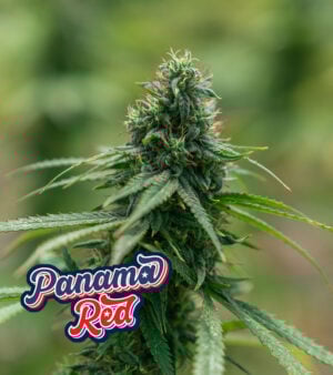 Panama Red cannabis