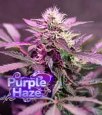 Purple Haze Cannabis