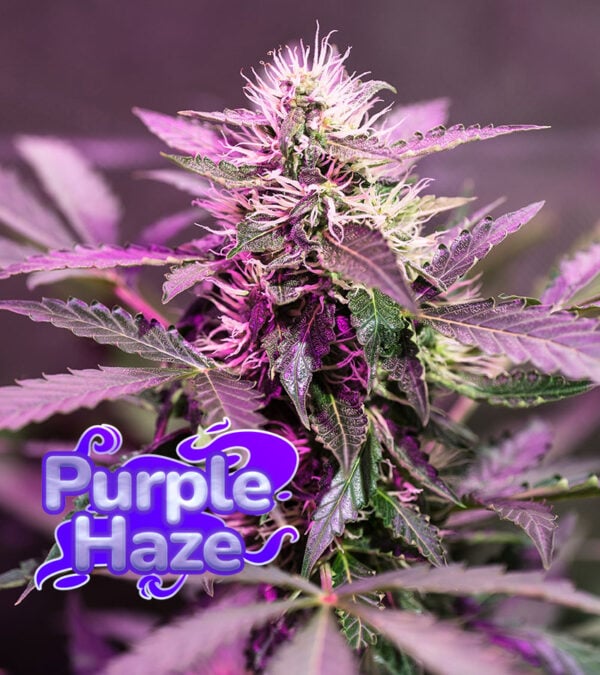 Purple Haze Cannabis Purple Haze Cannabis