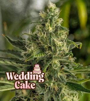 Wedding Cake cannabis