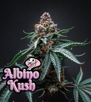 albino kush feminized