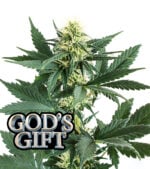 God's Gift cannabis