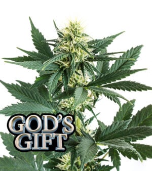 God's Gift cannabis