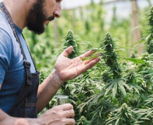 about us choosing Liberty seed bank