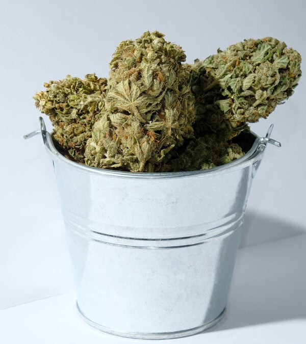 Amnesia Haze Strain