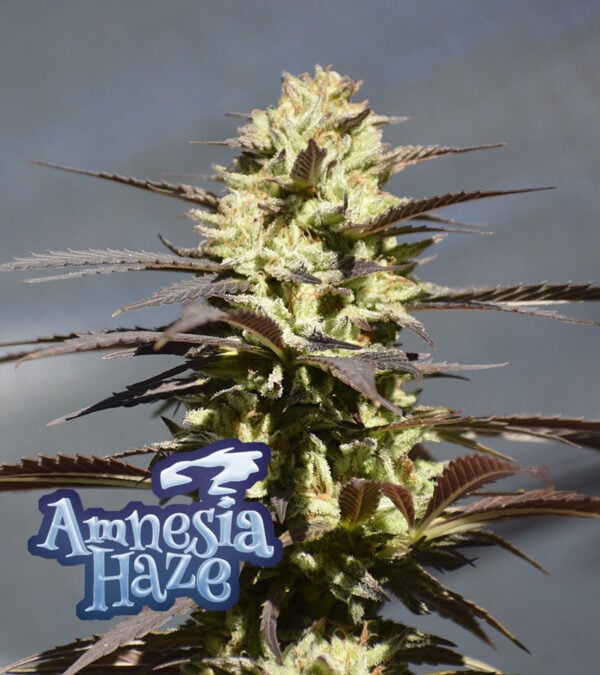 Amnesia Haze Cannabis