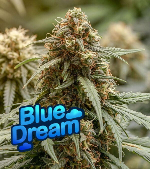 Blue Dream cannabis Blue Dream cannabis
