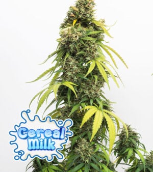 Cereal Milk Cannabis
