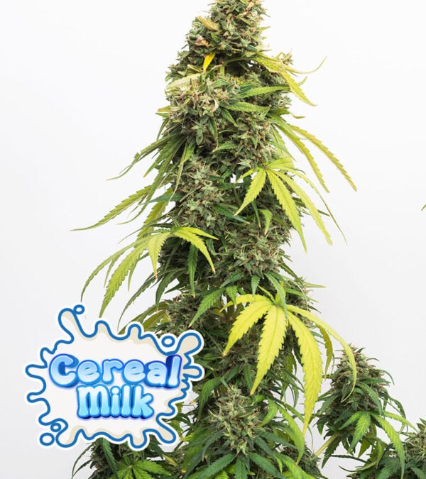 Cereal Milk Cannabis