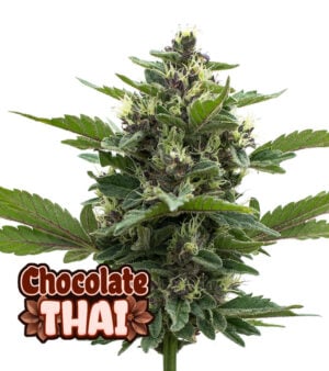 Chocolate Thai Cannabis