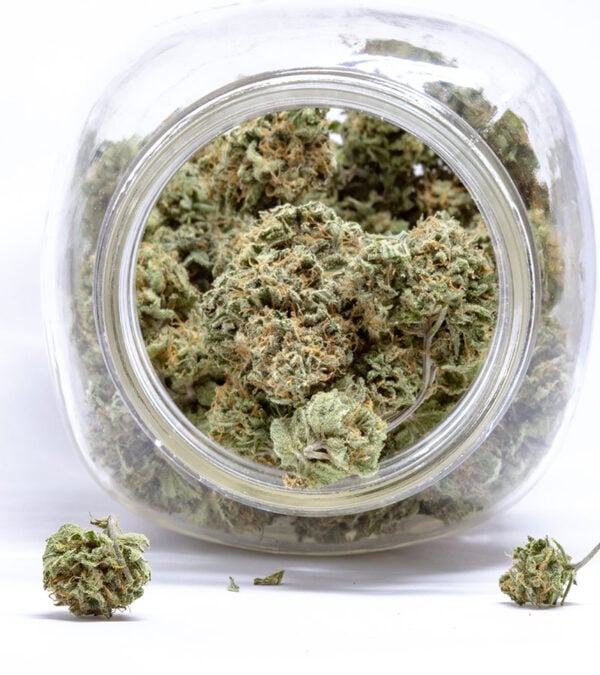 Dwarf Skunk Strain Dwarf Skunk Strain