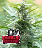 Dwarf Skunk Cannabis