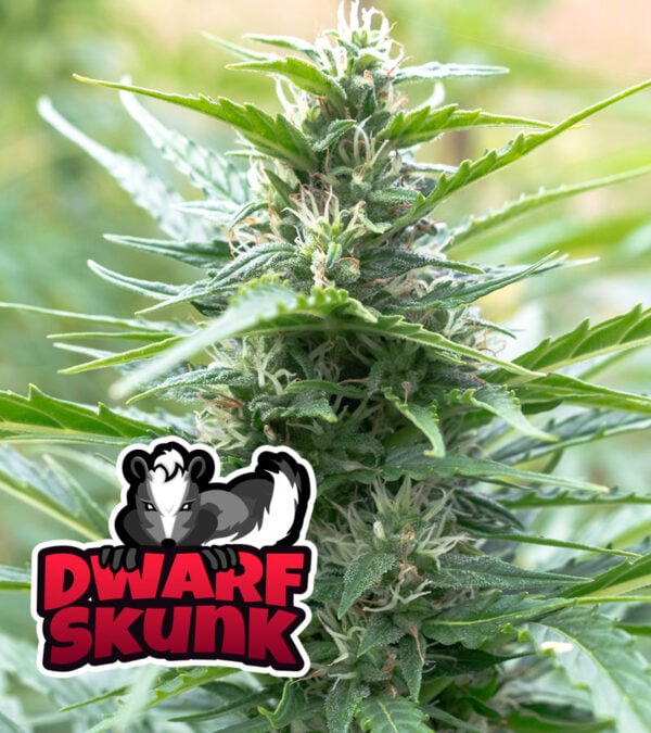 Dwarf Skunk Cannabis Dwarf Skunk Cannabis