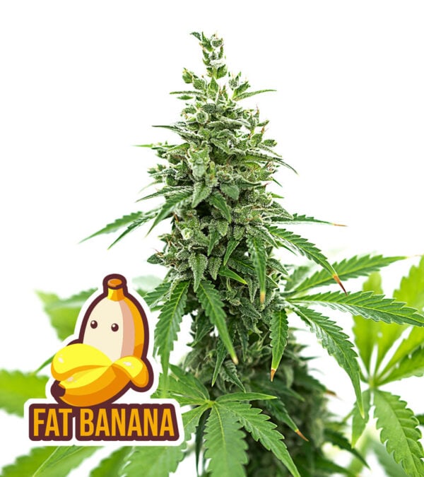 Fat-Banana Cannabis