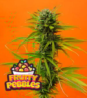 Fruity Pebbles Cannabis