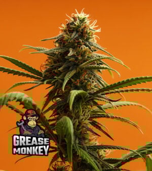 Grease-Monkey Cannabis