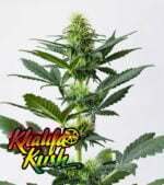 Khalifa Kush cannabis
