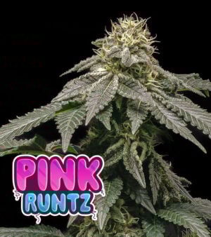 Pink Runtz Cannabis