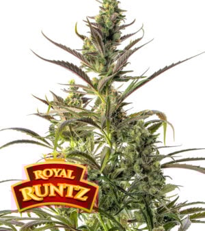 Royal Runtz Cannabis