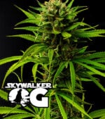 Skywalker-OG Cannabis
