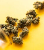 Tangie strain