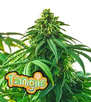 Tangie Cannabis
