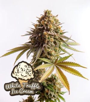 White Truffle Ice Cream Cannabis