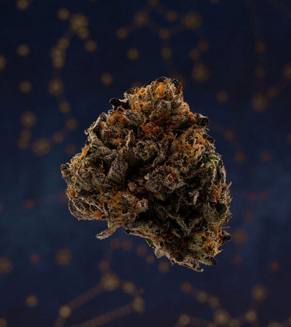 White-Widow-ACS Cover