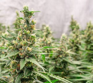 optimized cannabis bud production