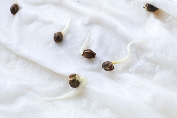 Cannabis seeds with taproots on a paper towel