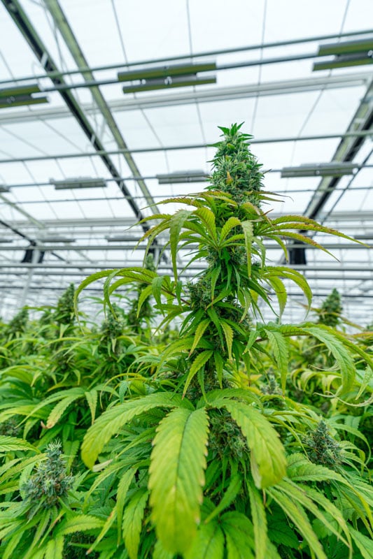 growing marijuana plants indoors