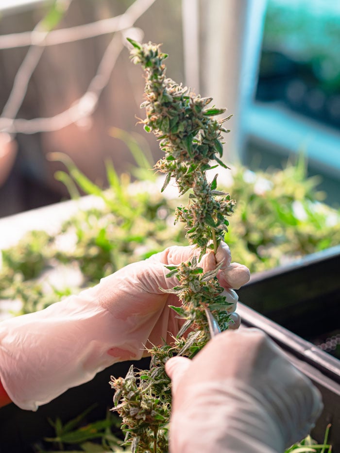 harvesting marijuana buds