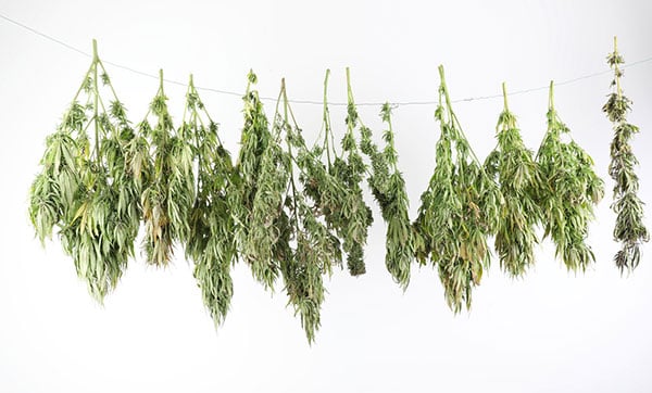 Cannabis plants hanging on a line and drying against a white background.