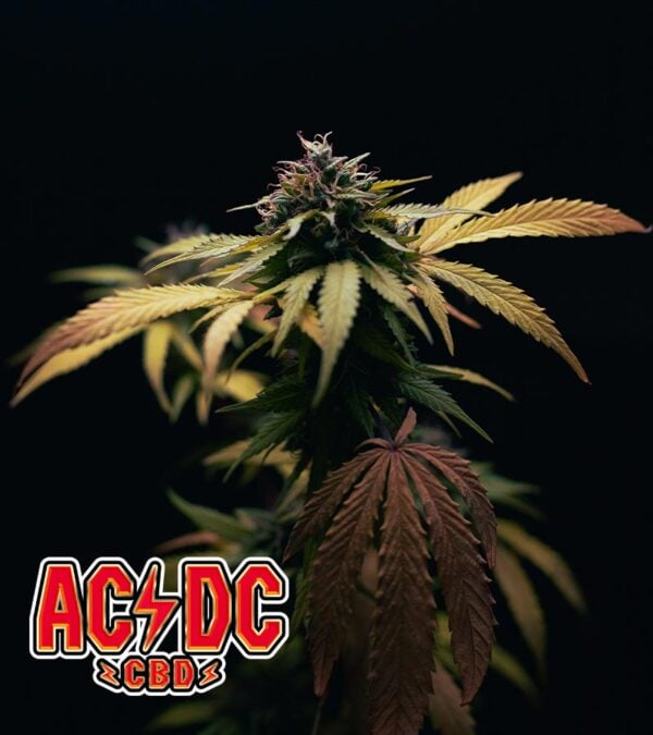ACDC-CBD cannabis