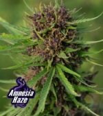 Amnesia-Haze-Feminized-Product