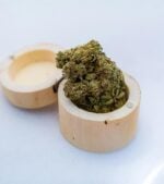 Amnesia-Haze-Feminized-buds