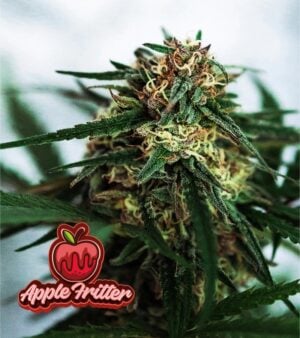 Apple-Fritter-Feminized-cannabis