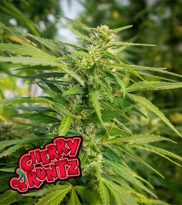 Cherry-Runtz-Feminized-Product Cherry-Runtz-Feminized-cannabis