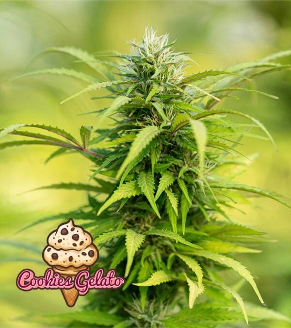 Cookies-Gelato-Feminized-cannabis