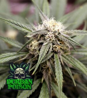 Durban-Poison-Feminized-cannabis
