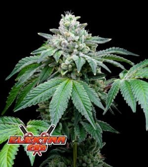 Elektra-CBD cannabis